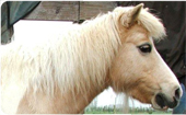 Ever Wondered why your Horse gets Laminitis when he is not Fat?