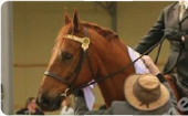 Primo's Potassium Story