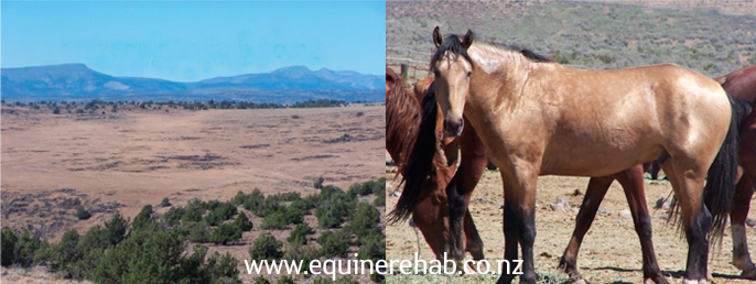www.equinerehabilitation.co.nz