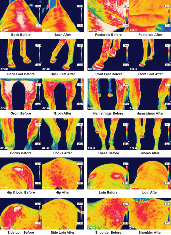 Thermography Report - Amigo