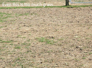 Even this is too much Grass