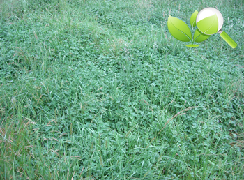 Clover