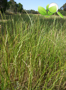 Rye Grass