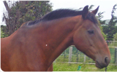 Grass Affected Horses